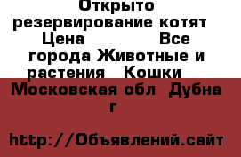 Открыто резервирование котят › Цена ­ 15 000 - Все города Животные и растения » Кошки   . Московская обл.,Дубна г.